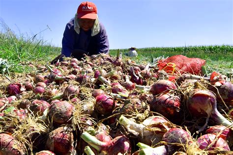 tsuperpinoy|For this onion farmer, perseverance is key to success.